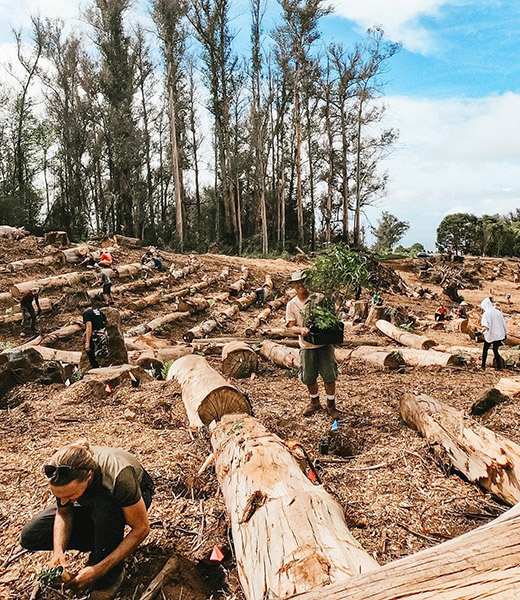 People planting saplings while surrounded by the trunks of felled invasive trees.