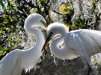 Great Egrets by Frank Wereska