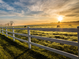 Misty Morning on the Farm by Angela Ostlund