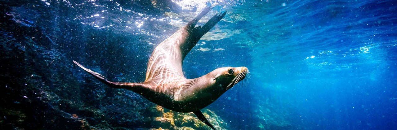 Galapagos sea lion swimming at Guy Fawkes Islets off Santa Cruz Island, Ecuador