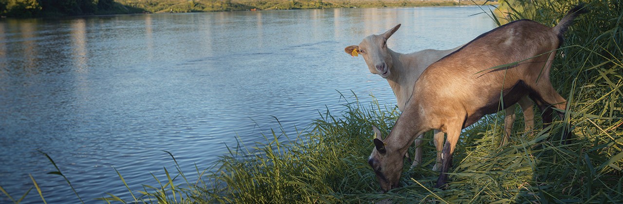 Goats grazing by the Vienne River in Chinon, France