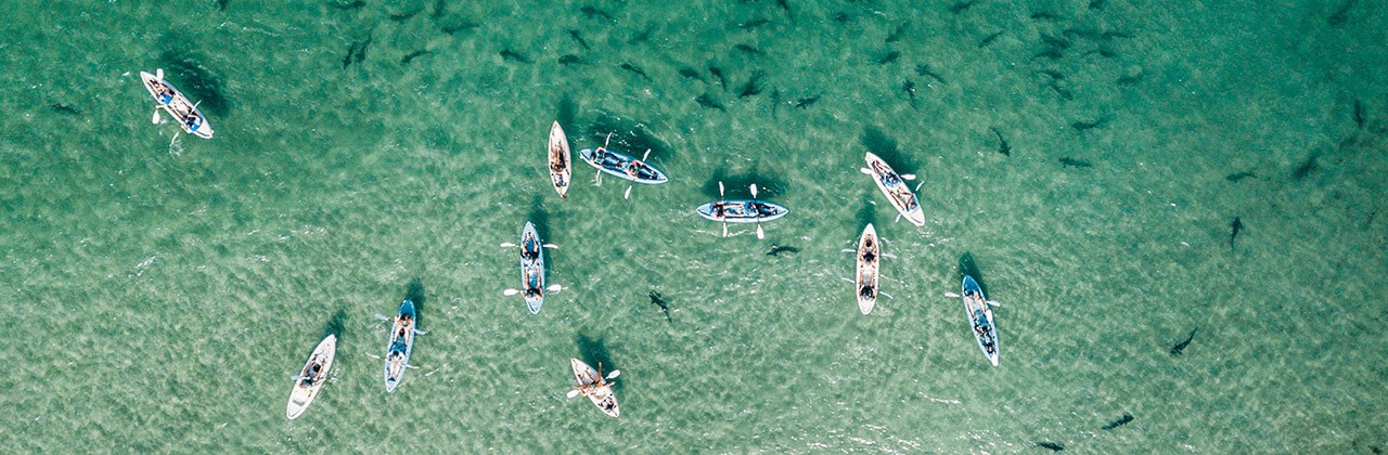 An overhead view shows leopard sharks in the water near a group of kayakers