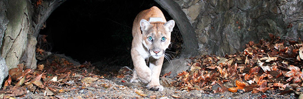 Mountain lion P-22