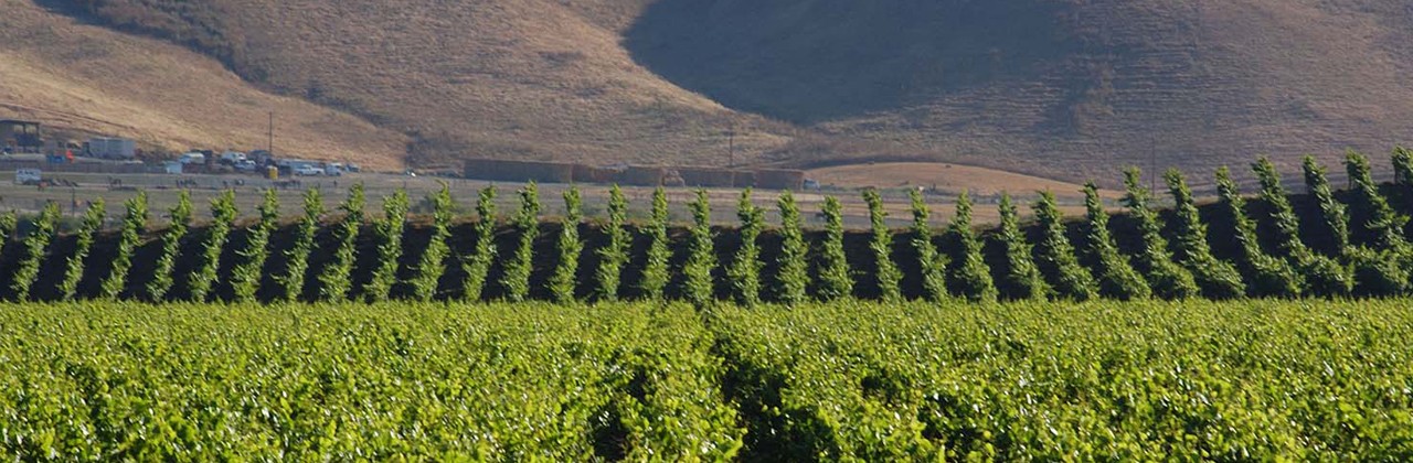 Vineyards outside Los Alamos in the Santa Ynez Valley of California
