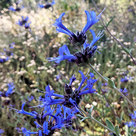 Salvia clevelandii "Winifred Gilman" a plant native to Southern California