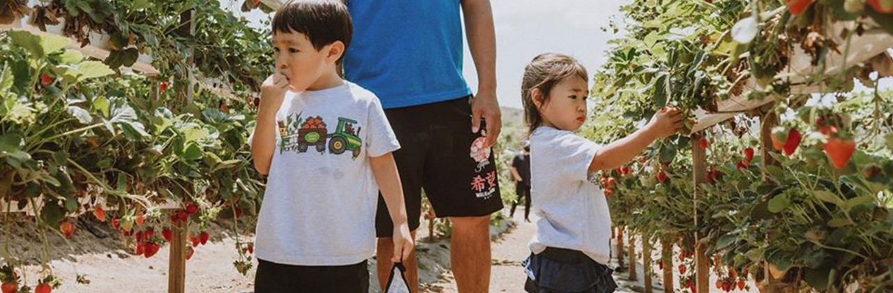 Strawberry picking at Tanaka Farms