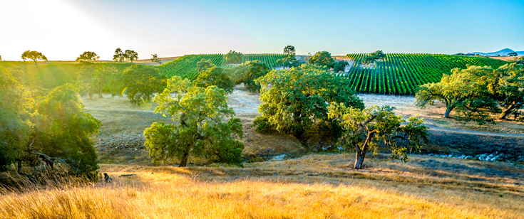 Gainey vineyards landscape