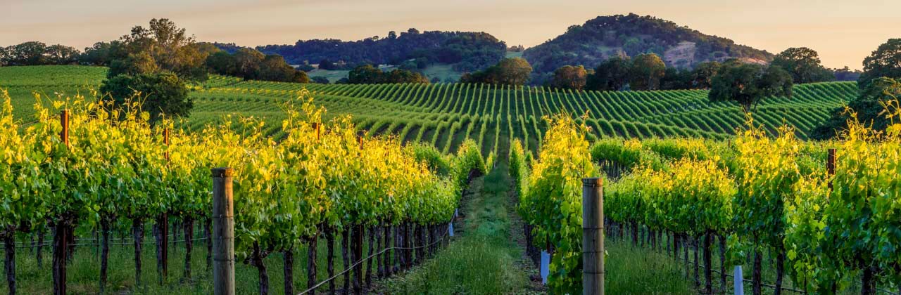 Sunset in the vineyards of Sonoma