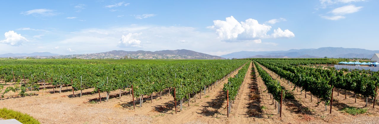 Rows of grapevines in the Bottaia Winery vineyard