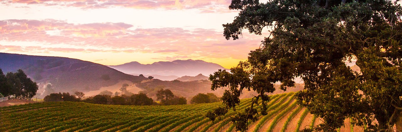 Vineyard along Happy Canyon Road, Santa Ynez Valley, California