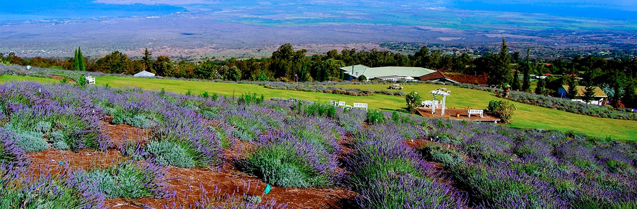 The spectacular view at Ali‘i Kula Lavender encompasses flower fields, the Pacifc Ocean, South Maui, the central valley, West Maui Mountains, and the island’s north shore