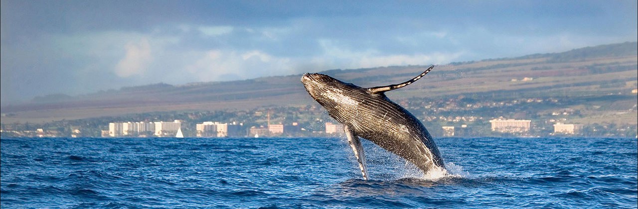 Hawaii, Maui, Kaanapali, Humpback Whale Breaching With Island In The Background.