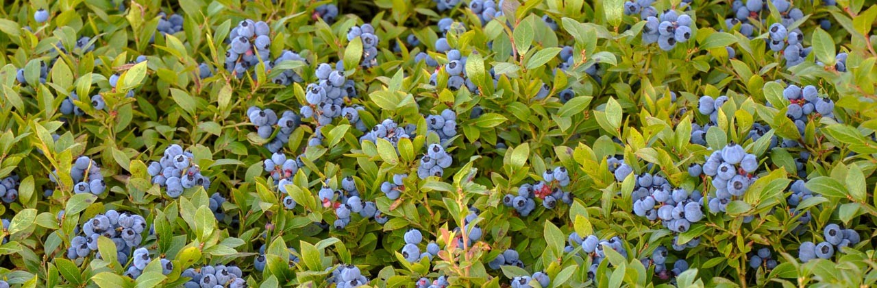 Wild Maine blueberries are ripe for the picking by hand or by rake.