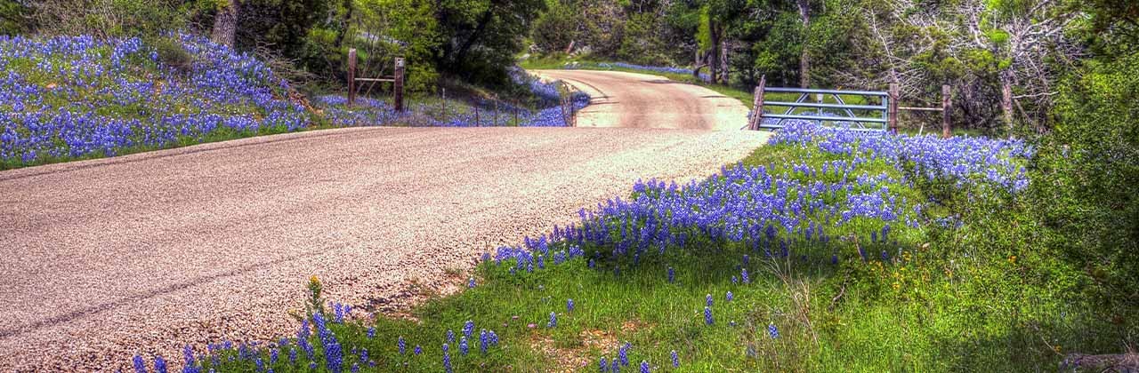 Bluebonnets, the Texas state flower, flourish alongside a country road. | Photo by Davis Althaus