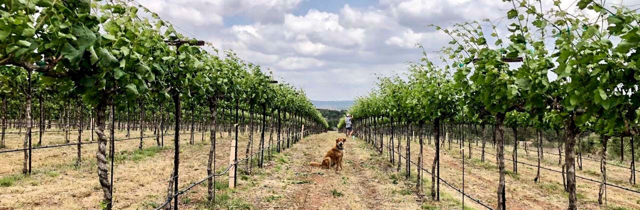 A winery dog is one of the official greeters at Torr Na Lochs Vineyard & Winery in Burnet. | Photo courtesy Torr Na Lochs