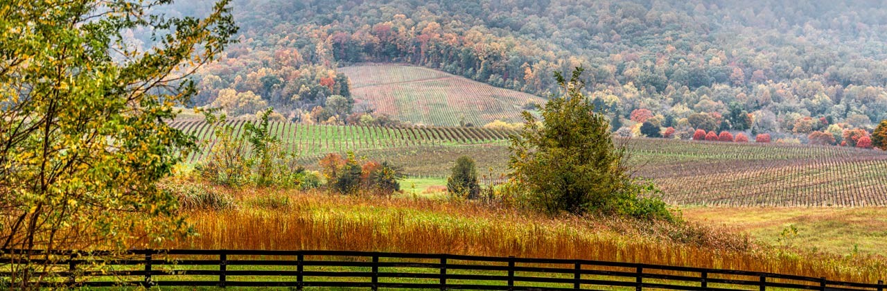 Virginia’s vineyards offer stunning backdrops for sipping wine and taking in the magic of fall. | Photo by Kristina Blokhin/stock.adobe.com