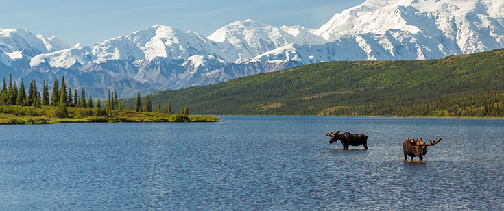 A pair of moose standing in a lake in Alaska