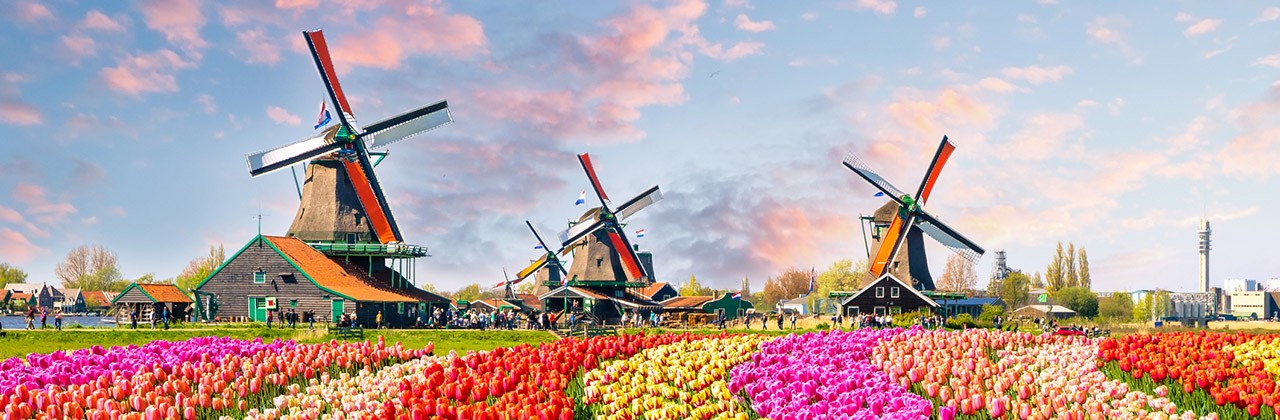 Dutch windmills and tulips in Zaanstad, Netherlands