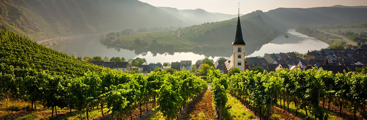 A vineyard along the Moselle River in Bremm, Germany.