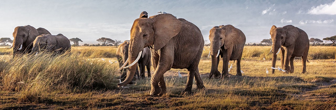 A herd of elephants at Amboseli National Park in Kenya