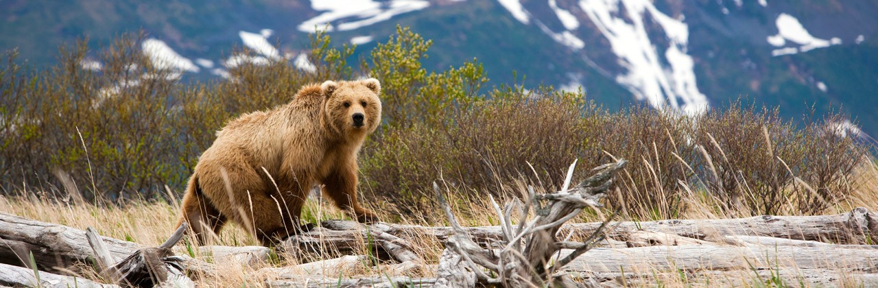 A brown bear in Katmai National Park in Alaska