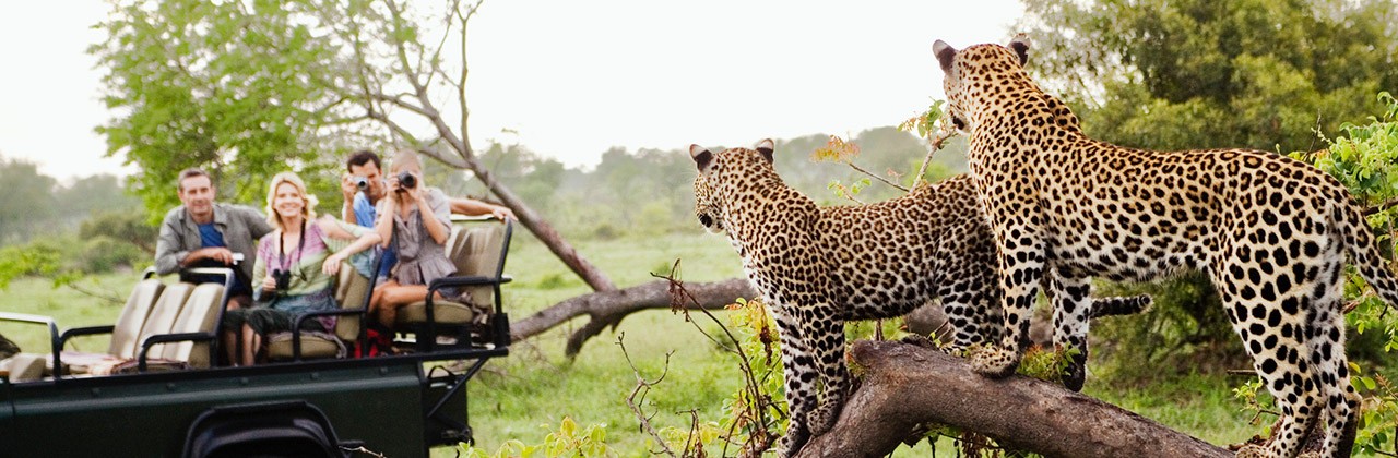 Travelers on safari see two leopards