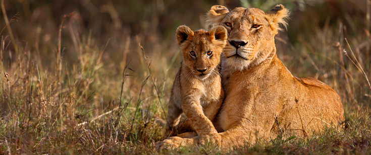 Lion cub with mom