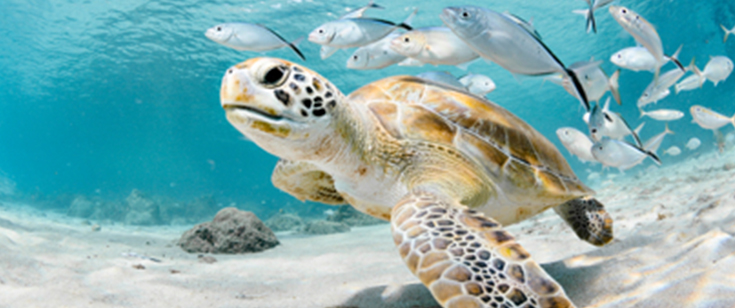 Sea turtle Sea turtle
