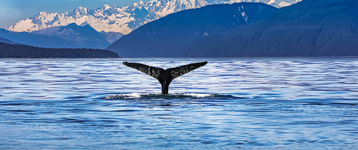 Whale tail in bay of Juneau, Alaska