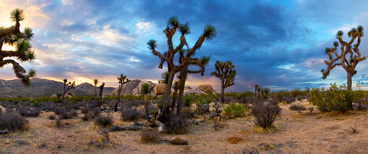 Joshua Tree National Park Joshua Tree National Park