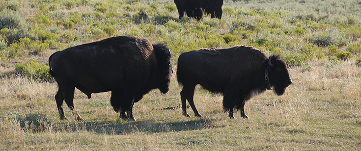 Buffalo standing together