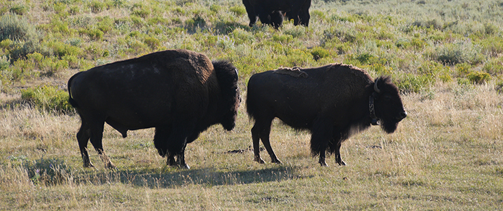 Buffalo standing together Buffalo standing together