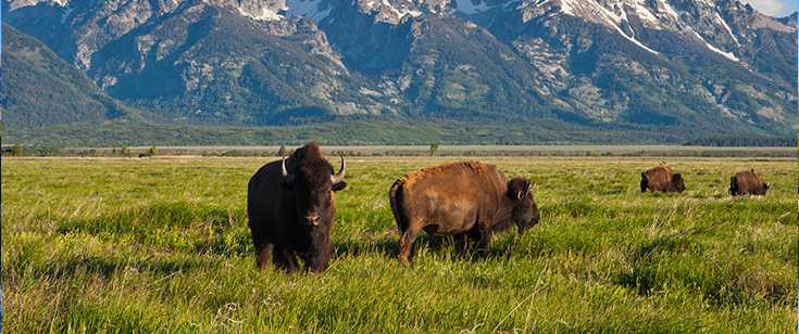 Bison at Grand Teton National Park, Wyoming Bison at Grand Teton National Park, Wyoming