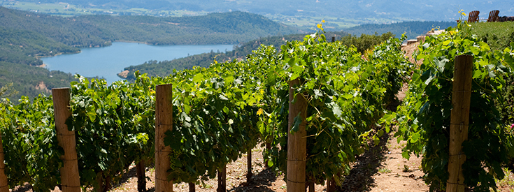 View of vineyard in Napa Valley, California 