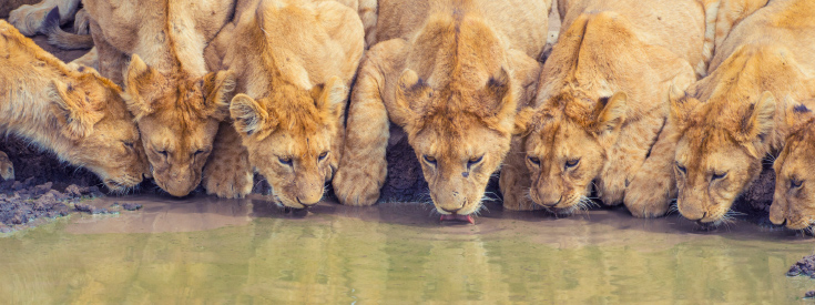 Lion cubs Lion cubs