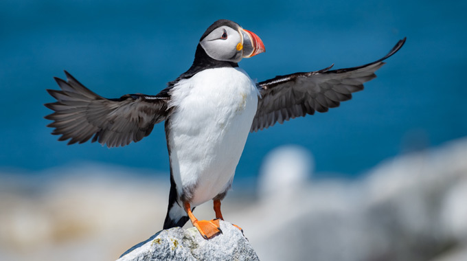 A puffin bird at Acadia National Park