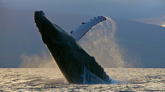 A humpback whale breaching off the coast of Hawai‘i