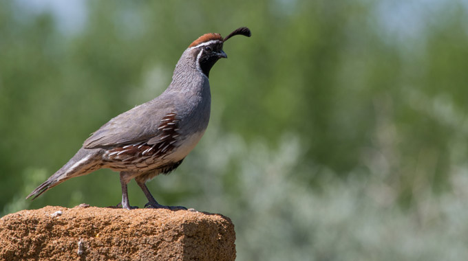 A Gambel's quail in New Mexico