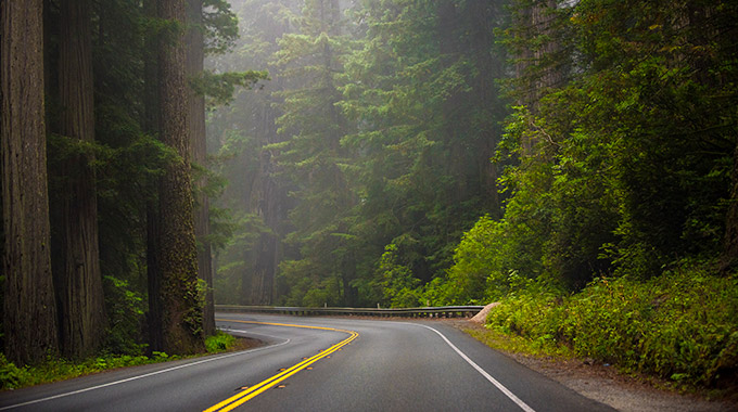 A quiet stretch of road in a redwood forest