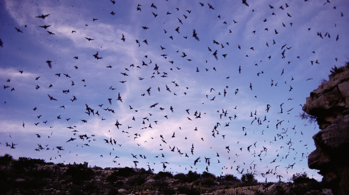 A swarm of bats outside Carlsbad Caverns