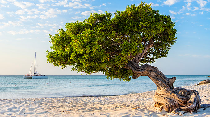 A divi divi tree on the beach in Aruba