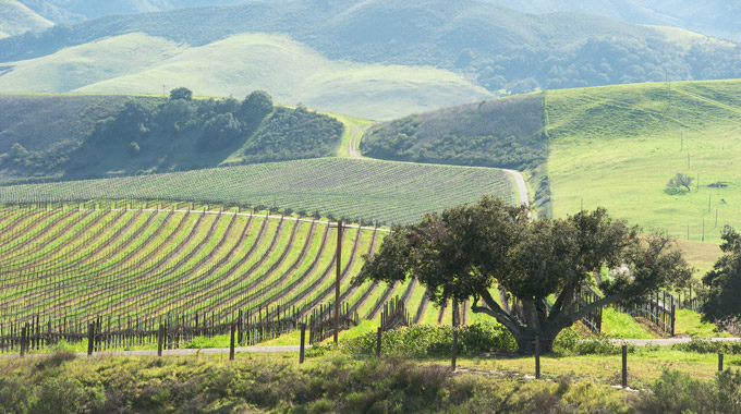 Vineyards in Central California