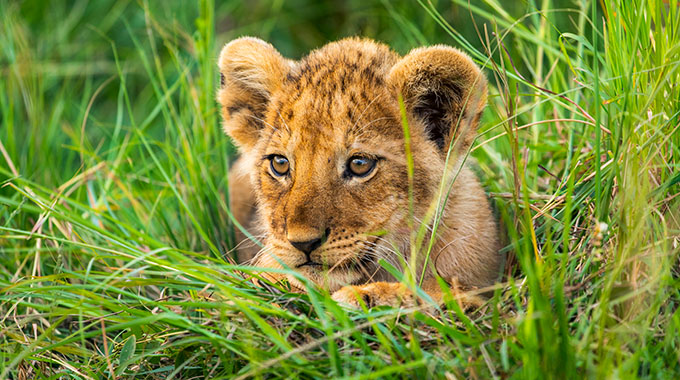 A lion cub lying in green grass at Maasai Mara, Kenya