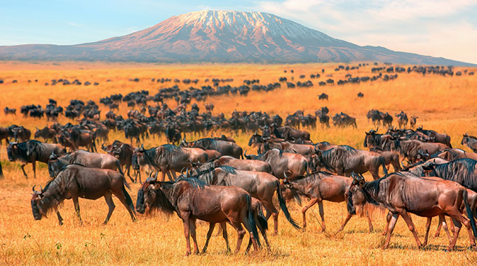 Herds of wildebeest in the shadow of Mount Kilimanjaro during the Great Migration
