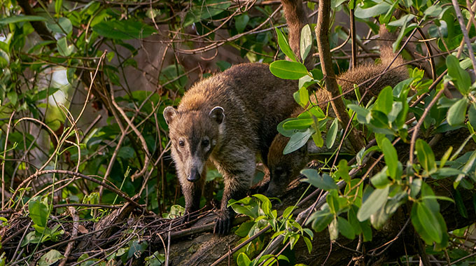 An adult coati with a baby in a mangrove forest