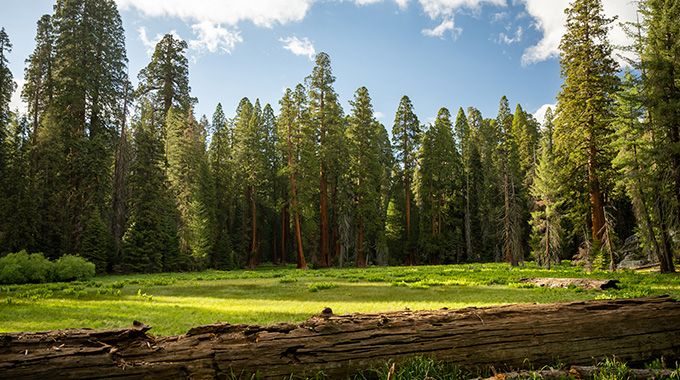 Round Meadow Trail