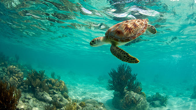 A green sea turtle beneath the ocean's surface