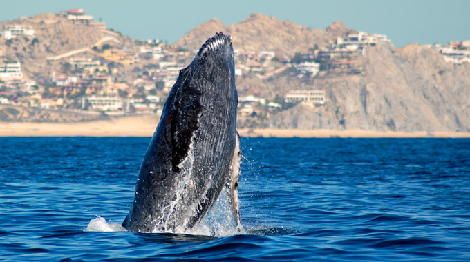 Humpback whale rising from the sea