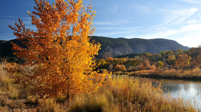 Trees in the desert at Taos, New Mexico