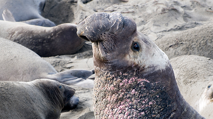 Elephant seals at Piedras Blancas.